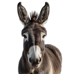 Obraz premium portrait of a donkey