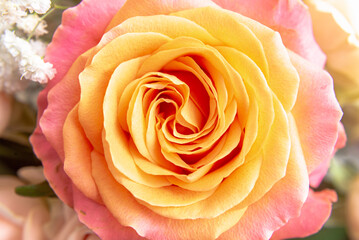 The rose peony is very beautiful, close-up.