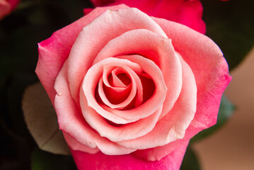 The rose peony is very beautiful, close-up.