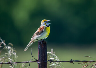 Singing Dickcissel