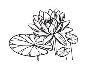 Water Lily Flower Line Art Botanical Illustration Black White