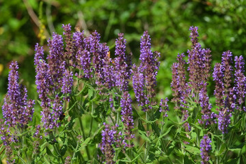Salvia officinalis, common sage, medicinal herb