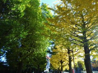緑の葉と黄色い葉の銀杏の木が隣り合う風景