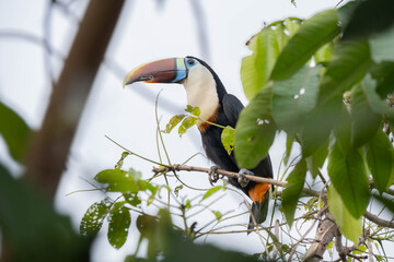 Fototapeta premium toucan on a tree branch, Ramphastos tucanus