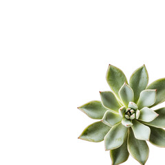 A pale green succulent, rosette-shaped, with fleshy leaves, sits in the bottom right corner against a stark black background.  The image is tightly cropped