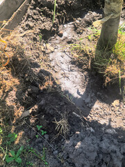 Fototapeta premium dry earth. Cracked black earth. Dry summer. Insufficient soil moisture. Lack of moisture in the soil. Dry cracked land ground, rotating, turning, top view
