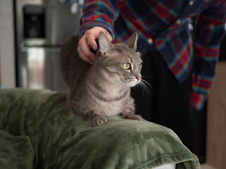 Chat gris tigr&eacute; allong&eacute; sur couverture verte caress&eacute;