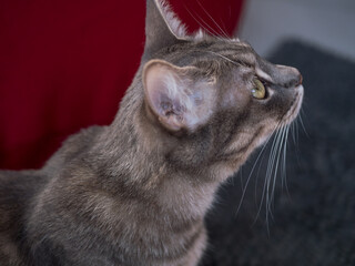 Chat gris de profil regardant vers le haut