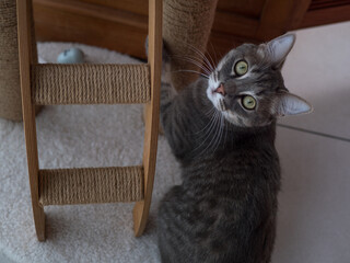 Chat gris tigr&eacute; faisant ses griffes sur arbre &agrave; chat, vue a&eacute;rienne