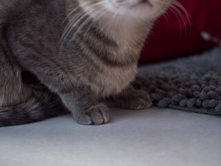 Pattes de chat gris allongé, gros plan
