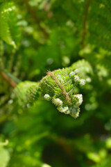 Hard shield-fern leaves - Latin name - Polystichum aculeatum
