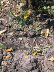 dry earth. Cracked black earth. Dry summer. Insufficient soil moisture. Lack of moisture in the soil. Dry cracked land ground, rotating, turning, top view