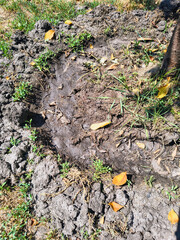 dry earth. Cracked black earth. Dry summer. Insufficient soil moisture. Lack of moisture in the soil. Dry cracked land ground, rotating, turning, top view