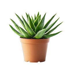 A vibrant, potted aloe vera plant with thick, succulent leaves in a terracotta pot, set against a black background