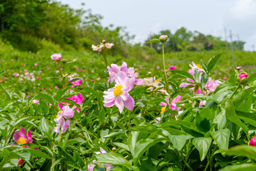 Obraz premium 初夏の陽射しに咲くピンクの芍薬の花畑