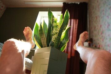 Sansevieria plant blooms in a pot white flowers