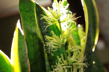 Sansevieria plant blooms in a pot white flowers