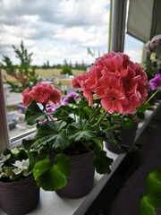 flowers in pots, houseplants, flower pots, flowers in the office, flowers on the window, green office, blossom
