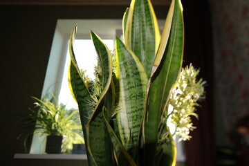 Sansevieria plant blooms in a pot white flowers