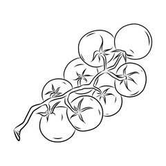 Hand drawn vector illustration of isolated line art sweet cherry tomatoes white background, outline vegetable icon for organic product design, eco friendly packaging, coloring book and food ingredient