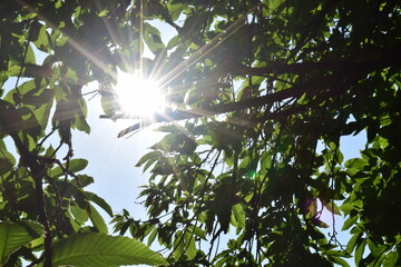 Les rayons du soleil à travers les branches