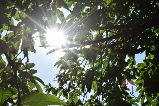 Les rayons du soleil &agrave; travers les branches
