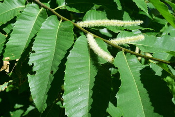 Les fleurs et les feuilles du châtaignier