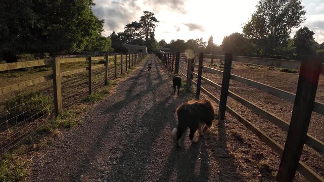 Border collie dogs on a farm in England sunny evening summer