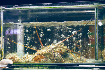 A huge lobster with massive claws swims underwater in a transparent glass aquarium at an Asian seafood market. Side view, natural light, sea water, glass container.