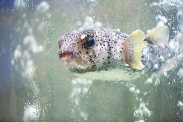 Fugu fish, brown puffer, swims underwater in a transparent glass aquarium at an Asian seafood market. Side view, neutral background, sea water
