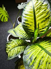 fresh green leaf, kiwi fruit on a white background, houseplants, flower pots, flowers in the office, flowers on the window, green office, blossom