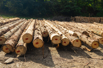 Large piles of freshly sawn timber are stacked on a clearing in a hilly forest area. Surrounded by...