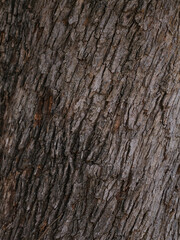 Obraz premium The texture of the trunk of an old tree in the forest