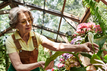 Radiant senior woman tending vibrant flowers in her serene garden oasis