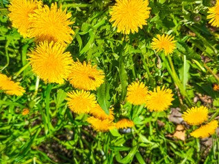 A bunch of yellow flowers with a bee on one of them. The flowers are in a field and the bee is on a flower