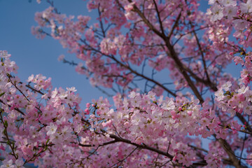 pink cherry blossom, Japan, Pink, Flower, Spring, Tokyo, Sakura