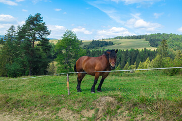 A lone brown horse peacefully grazing in a fenced green meadow surrounded by rolling hills and...