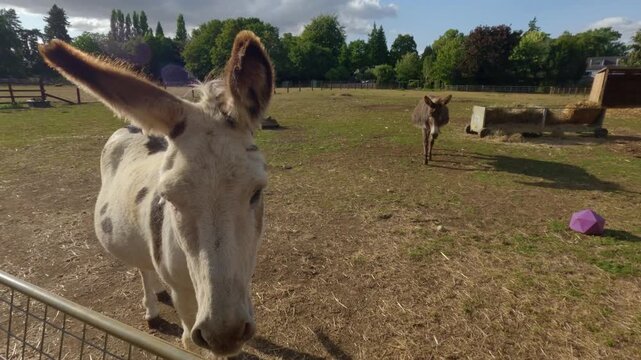 Donkeys on a farm, livestock working mules in a paddock, summertime England sunny evening