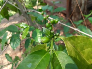 Coffee plant branch with raw green coffee berries. Nature concept.