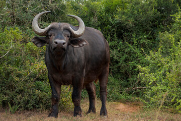 African or Cape buffalo (Syncerus caffer) stands alert in lush bush of Addo Elephant National Park, Eastern Cape, South Africa. Powerful wildlife scene perfect for nature, safari, and travel themes.
