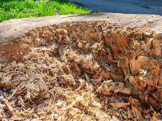 A pile of wood chips and sawdust with a hole in the middle. The pile is scattered and the hole is large