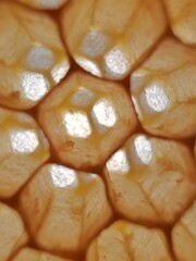 Detailed view of wax bee comb showing fresh yellow beeswax structure.Typical hexagonal shape