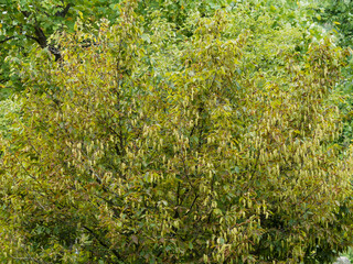 Carpinus cordata called Hearleaf hornbeam shrub with graceful round form producing attractive long greenish catkins cigar-shaped between bushy veined dark-green leaves heart-shaped 

