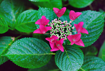 Elegant hydrangea in the garden