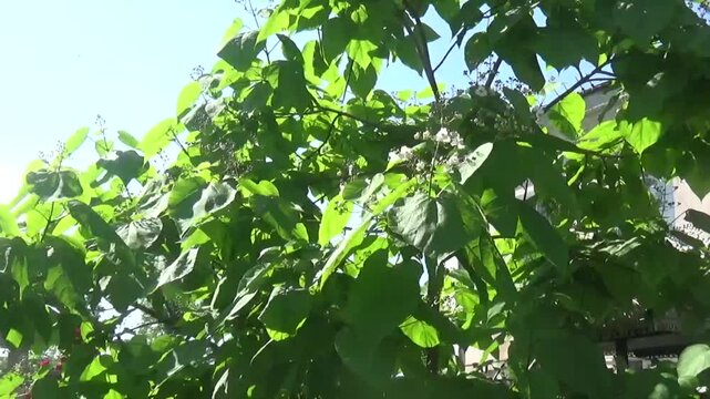 Catalpa tree close-up flowers and leaves in hot windy weather. The camera moves very gently from right to left creating a beautiful background of moving leaves and sky
