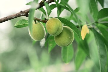 Close-up of a branch with green peaches. Image of fruits and leaves. File 1.