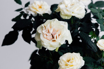 Elegant white roses in a modern indoor setting during daylight