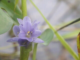Heteranthera limosa, also known as duck salad or blue mud plantain, is a plant commonly found in shallow water or mud.