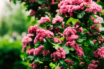 Pink hawthorn blossoms Crataegus oxyacantha in a lush garden during springtime