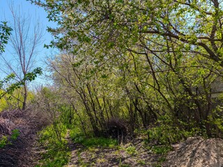 Obraz premium A lush green forest with a few trees in the foreground. The trees are full of leaves and the sky is clear